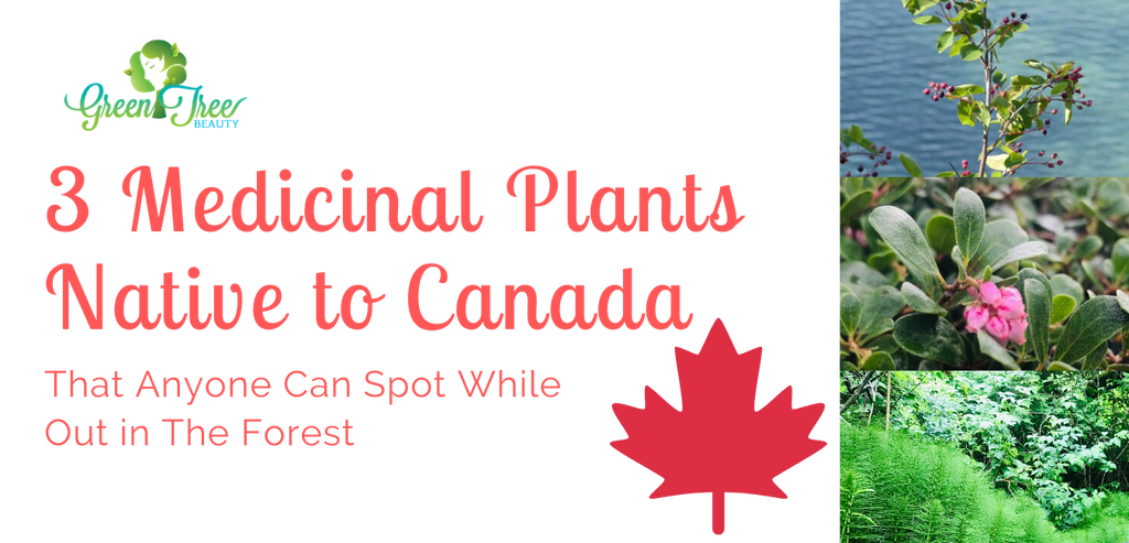 3 Medicinal Plants Native to Canada