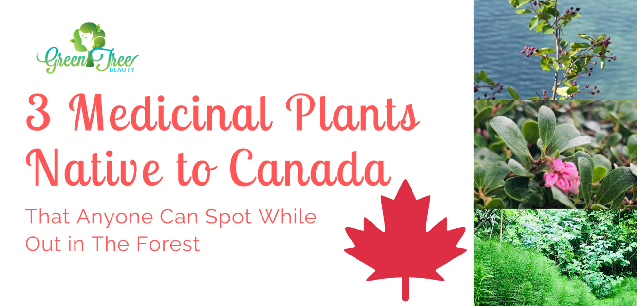3 Medicinal Plants Native to Canada Green Tree Beauty Inc.